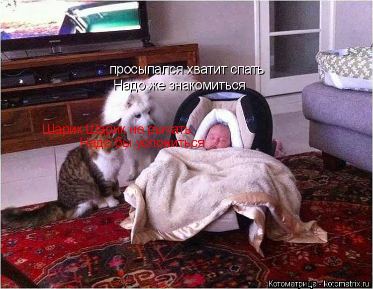 просыпался хватит спать Надо же знакомиться Шарик Шарик не рычать Надо бы условиться... Котоматрица: просыпался хватит спать Надо же знакомиться Шарик Шарик не рычать Надо бы условиться