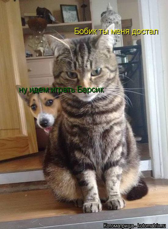 ну идем играть Барсик Бобик ты меня достал... Котоматрица: ну идем играть Барсик Бобик ты меня достал