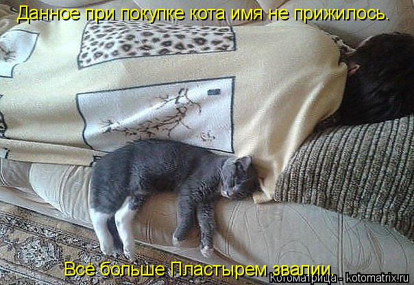 Данное при покупке кота имя не прижилось. Всё больше Пластырем звалии.... Котоматрица: Данное при покупке кота имя не прижилось. Всё больше Пластырем звалии.