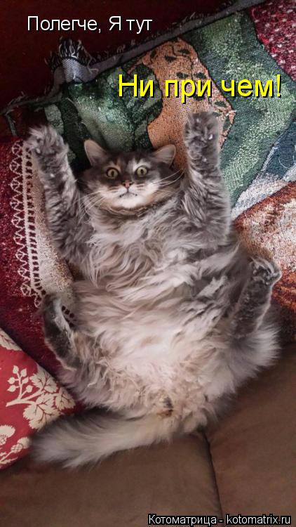 Полегче, Я тут Полегче, Я тут Ни при чем!... Котоматрица: Полегче, Я тут Полегче, Я тут Ни при чем!