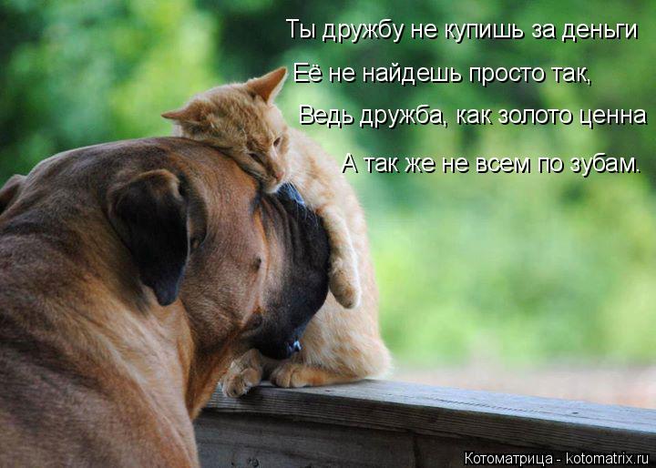Ты дружбу не купишь за деньги Её не найдешь просто так, Ведь дружба, как золото ценна А так же н... Котоматрица: Ты дружбу не купишь за деньги Её не найдешь просто так, Ведь дружба, как золото ценна А так же не всем по зубам.