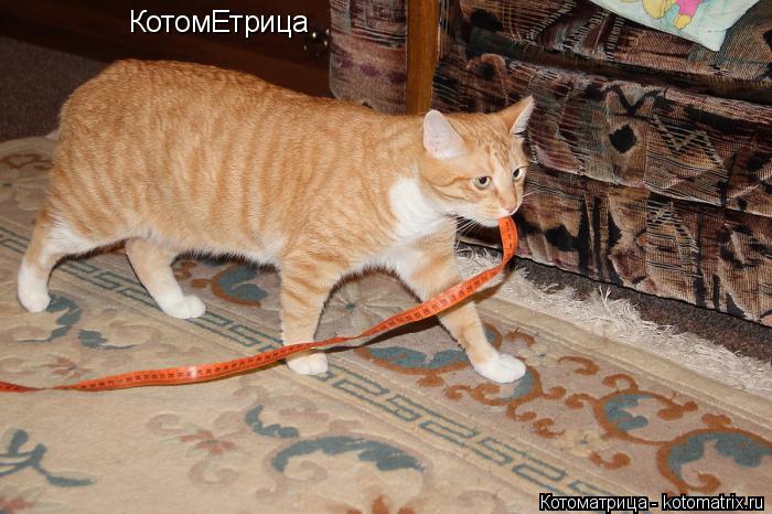 КотомЕтрица... Котоматрица: КотомЕтрица