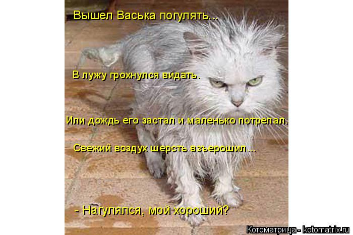 Свежий воздух шерсть взъерошил... Или дождь его застал и маленько потрепал. В лужу грохнулся видать. ... Котоматрица: Свежий воздух шерсть взъерошил... Или дождь его застал и маленько потрепал. В лужу грохнулся видать. Вышел Васька погулять... - Нагулялся, мой