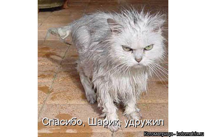 Спасибо, Шарик, удружил... Котоматрица: Спасибо, Шарик, удружил