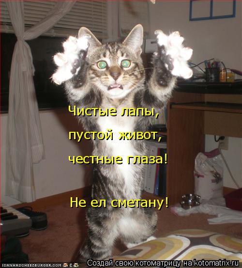 Чистые лапы, пустой живот, честные глаза! Не ел сметану!... Котоматрица: Чистые лапы, пустой живот, честные глаза! Не ел сметану!