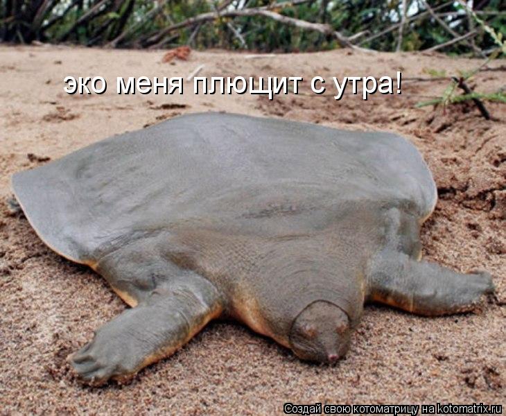 эко меня плющит с утра!... Котоматрица: эко меня плющит с утра!