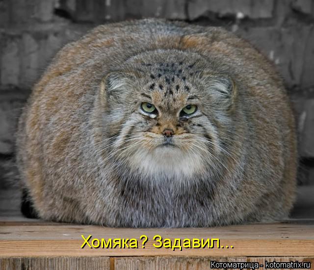 Хомяка? Задавил...... Котоматрица: Хомяка? Задавил...