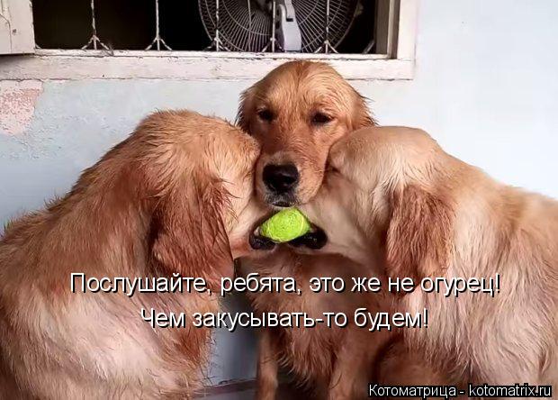 Послушайте, ребята, это же не огурец! Чем закусывать-то будем!... Котоматрица: Послушайте, ребята, это же не огурец! Чем закусывать-то будем!