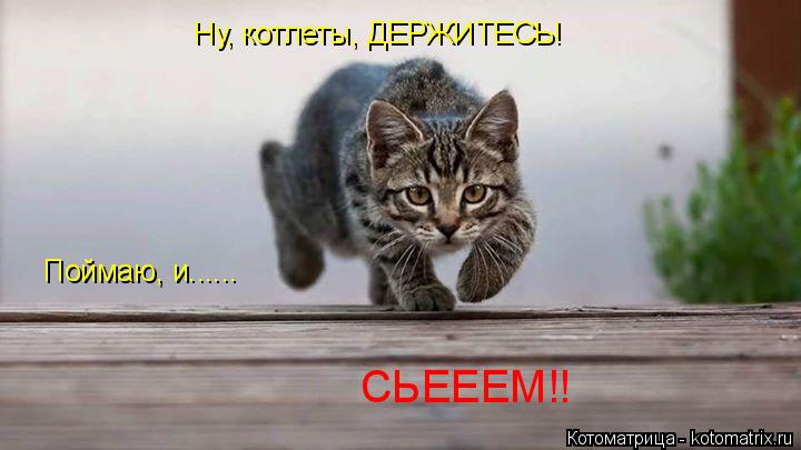 Ну, котлеты, ДЕРЖИТЕСЬ! Поймаю, и...... СЬЕЕЕМ!!... Котоматрица: Ну, котлеты, ДЕРЖИТЕСЬ! Поймаю, и...... СЬЕЕЕМ!!