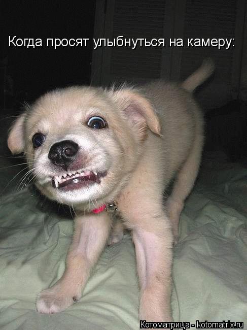 Когда просят улыбнуться на камеру:... Котоматрица: Когда просят улыбнуться на камеру: