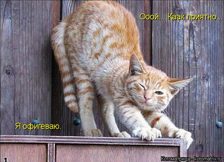 Ооой... Каак приятно... Я офигеваю.... Котоматрица: Ооой... Каак приятно... Я офигеваю.