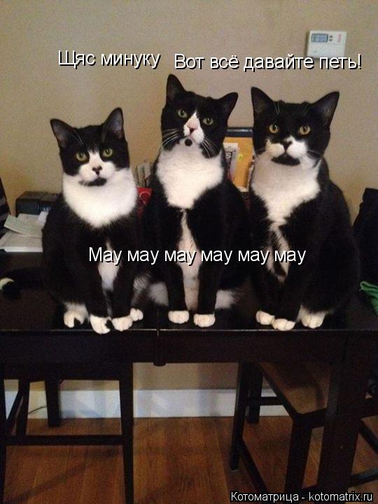 Щяс минуку Вот всё давайте петь! Мау мау мау мау мау мау... Котоматрица: Щяс минуку Вот всё давайте петь! Мау мау мау мау мау мау