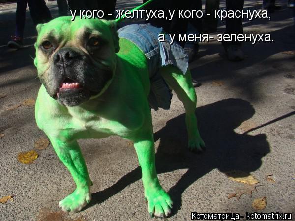 у кого - желтуха,у кого - краснуха, а у меня- зеленуха.... Котоматрица: у кого - желтуха,у кого - краснуха, а у меня- зеленуха.