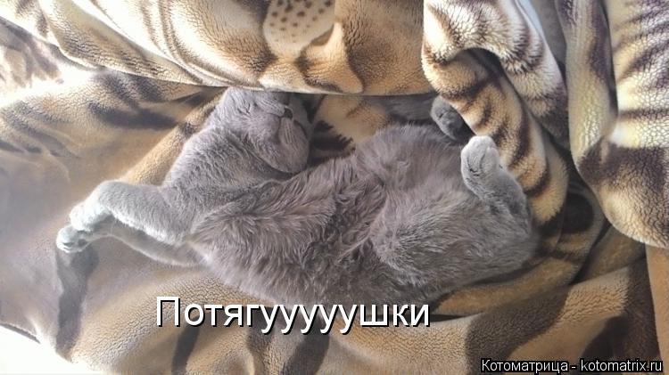 Потягууууушки... Котоматрица: Потягууууушки