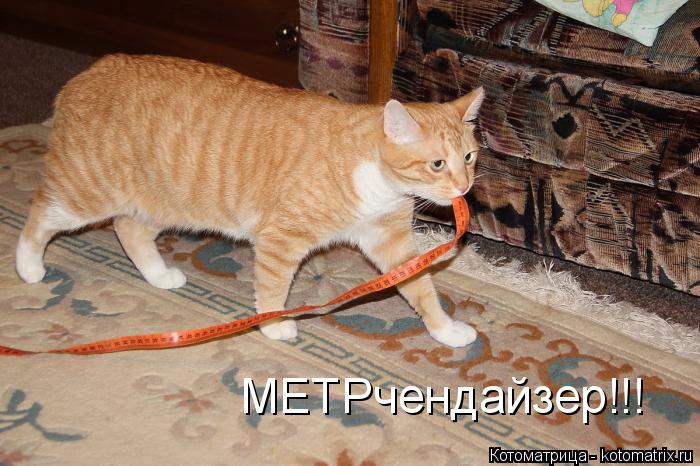 МЕТРчендайзер!!!... Котоматрица: МЕТРчендайзер!!!