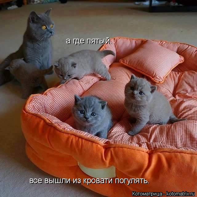 все вышли из кровати погулять. а где пятый.... Котоматрица: все вышли из кровати погулять. а где пятый.