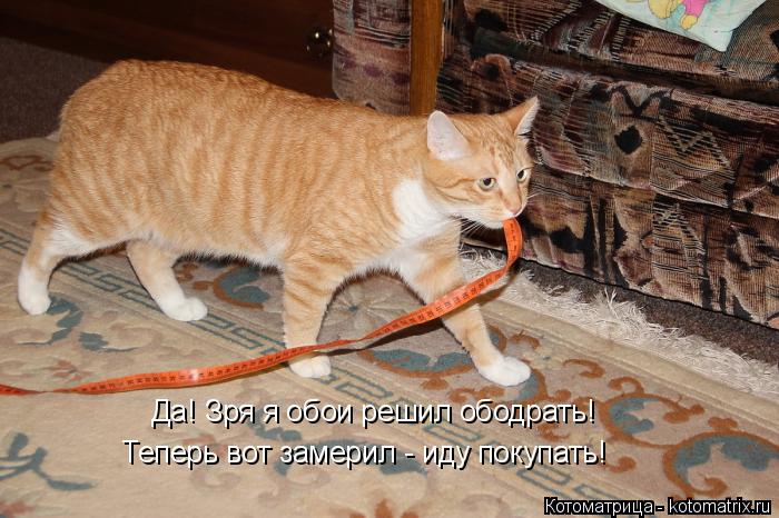Да! Зря я обои решил ободрать! Теперь вот замерил - иду покупать!... Котоматрица: Да! Зря я обои решил ободрать! Теперь вот замерил - иду покупать!