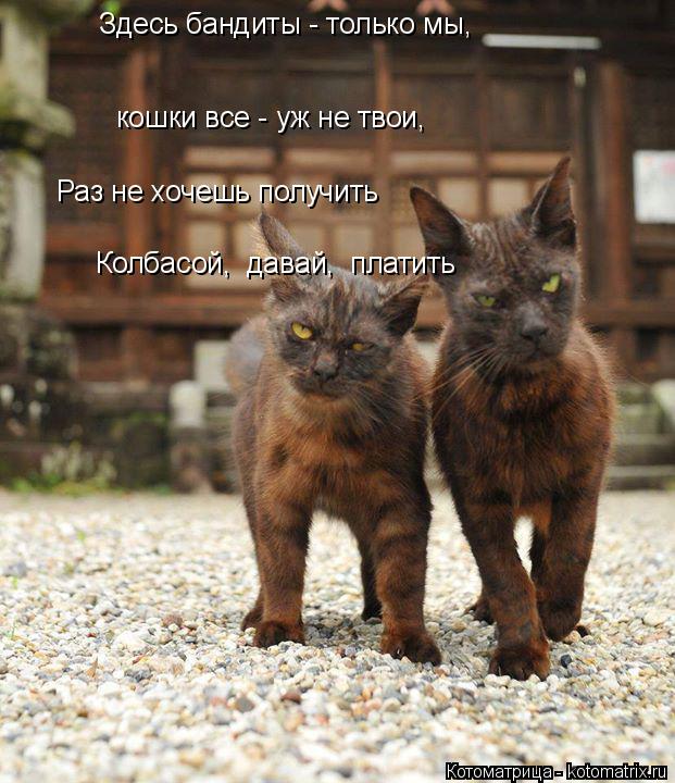 Здесь бандиты - только мы, кошки все - уж не твои, Раз не хочешь получить Колбасой, давай, плати... Котоматрица: Здесь бандиты - только мы, кошки все - уж не твои, Раз не хочешь получить Колбасой, давай, платить
