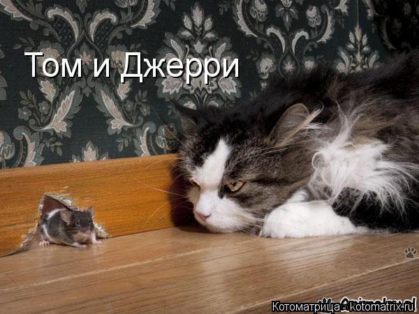 Том и Джерри... Котоматрица: Том и Джерри