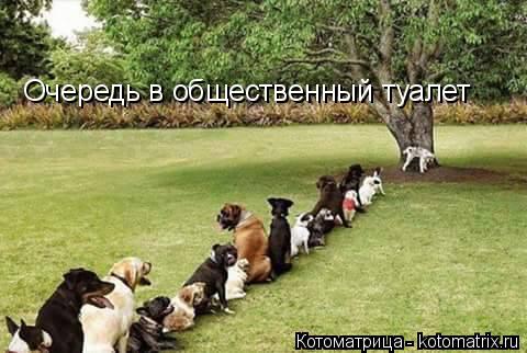 Очередь в общественный туалет... Котоматрица: Очередь в общественный туалет