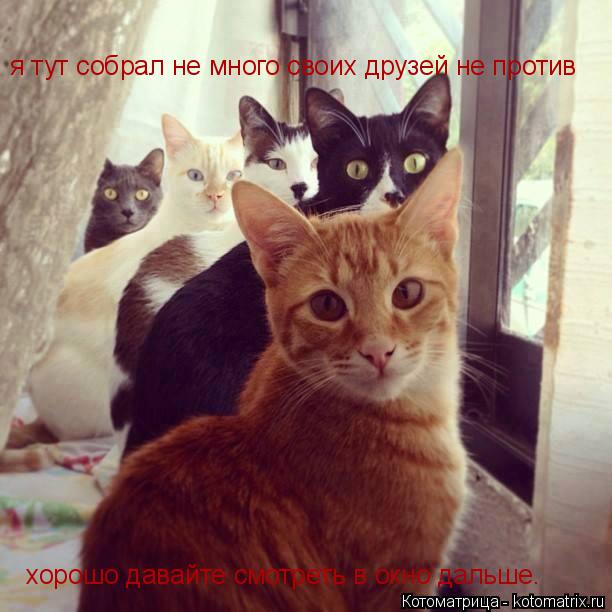 я тут собрал не много своих друзей не против хорошо давайте смотреть в окно дальше.... Котоматрица: я тут собрал не много своих друзей не против хорошо давайте смотреть в окно дальше.