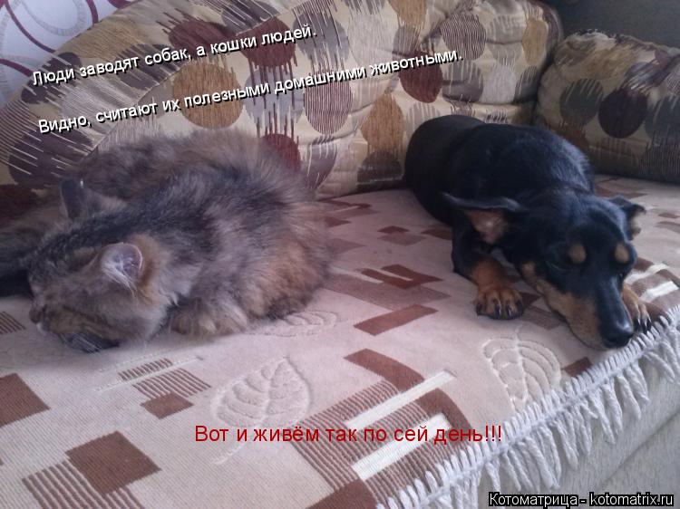Люди заводят собак, а кошки людей. Видно, считают их полезными домашними животными. Вот и живём так... Котоматрица: Люди заводят собак, а кошки людей. Видно, считают их полезными домашними животными. Вот и живём так по сей день!!!