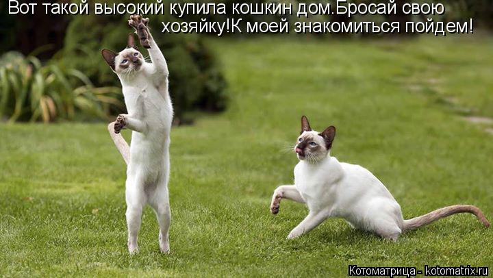 Вот такой высокий купила кошкин дом.Бросай свою хозяйку!К моей знакомиться пойдем!... Котоматрица: Вот такой высокий купила кошкин дом.Бросай свою хозяйку!К моей знакомиться пойдем!