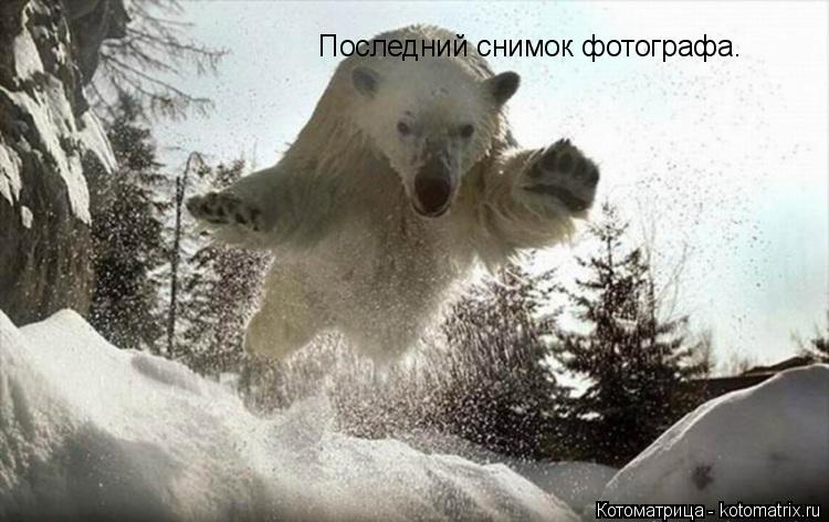 Последний снимок фотографа.... Котоматрица: Последний снимок фотографа.
