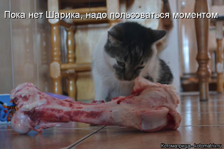 Пока нет Шарика, надо пользоваться моментом... Котоматрица: Пока нет Шарика, надо пользоваться моментом