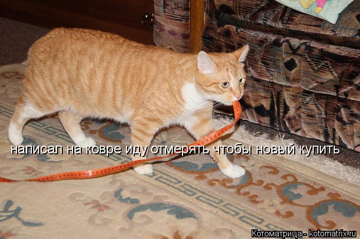 написал на ковре иду отмерять чтобы новый купить... Котоматрица: написал на ковре иду отмерять чтобы новый купить