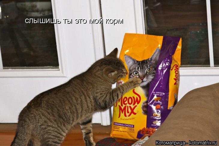 слышишь ты это мой корм... Котоматрица: слышишь ты это мой корм