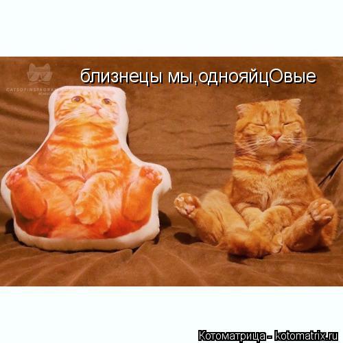 близнецы мы,однояйцОвые... Котоматрица: близнецы мы,однояйцОвые