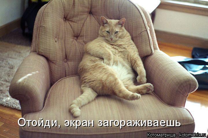 Отойди, экран загораживаешь... Котоматрица: Отойди, экран загораживаешь