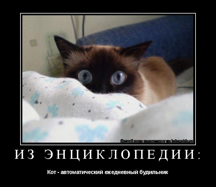 ИЗ ЭНЦИКЛОПЕДИИ: Кот - автоматический ежедневный будильник... Котоматрица: ИЗ ЭНЦИКЛОПЕДИИ: Кот - автоматический ежедневный будильник
