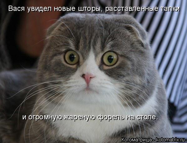 Вася увидел новые шторы, расставленные тапки и огромную жареную форель на столе.... Котоматрица: Вася увидел новые шторы, расставленные тапки и огромную жареную форель на столе.