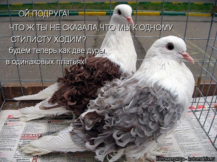 Котоматрица: ОЙ,ПОДРУГА! ЧТО Ж ТЫ НЕ СКАЗАЛА,ЧТО МЫ К ОДНОМУ СТИЛИСТУ ХОДИМ? будем теперь,как две дуры, в одинаковых платьях!