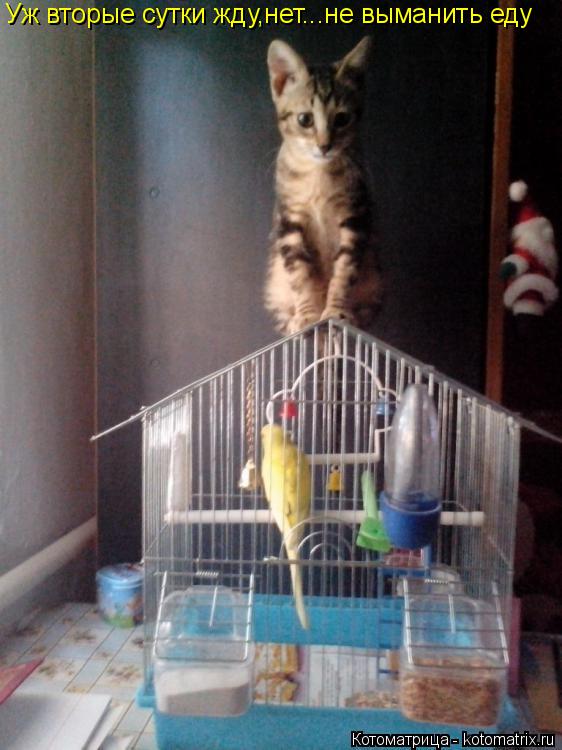 Уж вторые сутки жду,нет...не выманить еду... Котоматрица: Уж вторые сутки жду,нет...не выманить еду