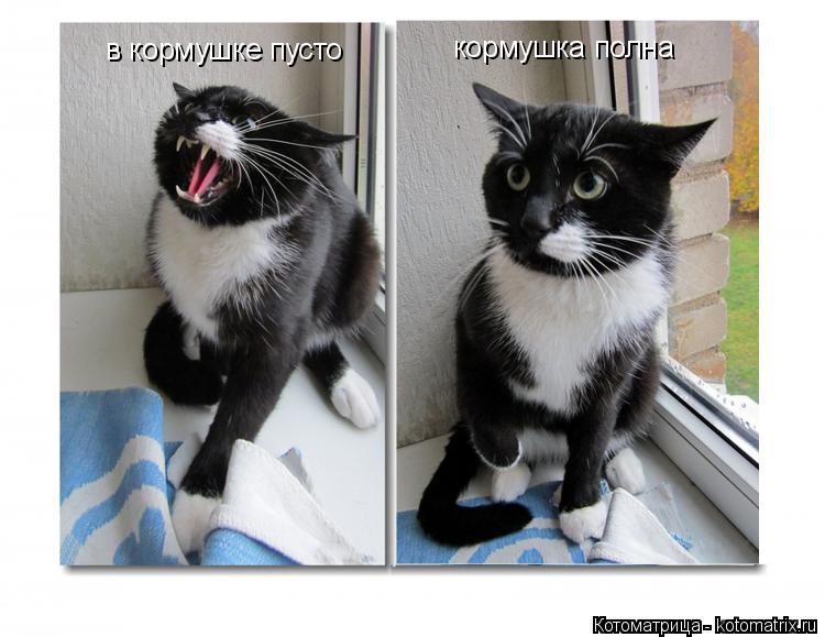 в кормушке пусто кормушка полна... Котоматрица: в кормушке пусто кормушка полна