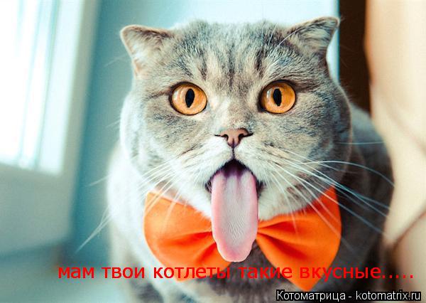 мам твои котлеты такие вкусные мам твои котлеты такие вкусные........ Котоматрица: мам твои котлеты такие вкусные мам твои котлеты такие вкусные.....