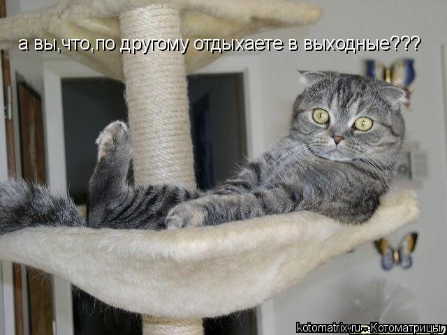 Котоматрица: а вы,что,по другому отдыхаете в выходные???