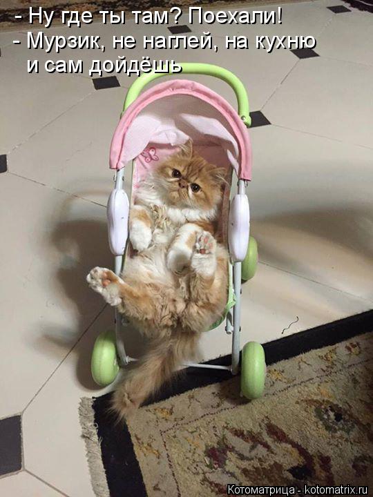 Котоматрица: - Ну где ты там? Поехали! - Мурзик, не наглей, на кухню и сам дойдёшь