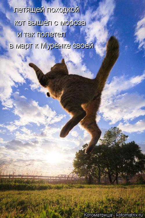 летящей походкой кот вышел с мороза и так полетел в март к Мурёнке своей... Котоматрица: летящей походкой кот вышел с мороза и так полетел в март к Мурёнке своей