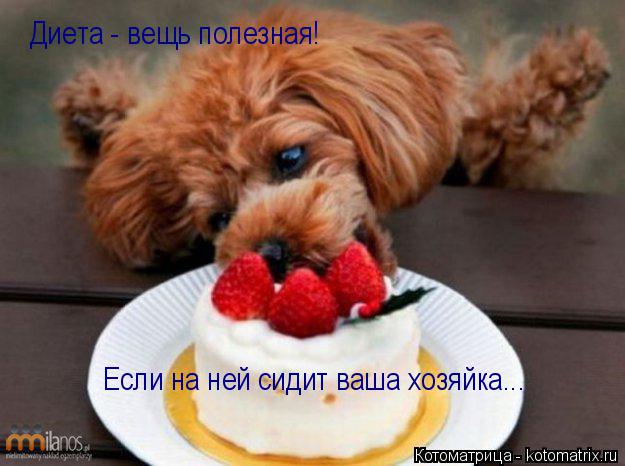 Диета - вещь полезная! Если на ней сидит ваша хозяйка...... Котоматрица: Диета - вещь полезная! Если на ней сидит ваша хозяйка...