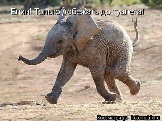 Котоматрица: Блин! Только добежать до туалета!
