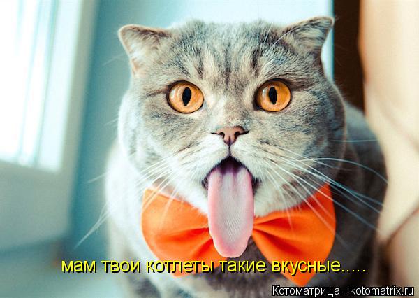 мам твои котлеты такие вкусные........ Котоматрица: мам твои котлеты такие вкусные.....