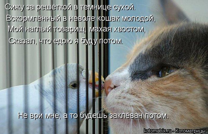 Сижу за решёткой в темнице сухой. Вскормлённый в неволе кошак молодой, Мой наглый товарищ, махая хвос... Котоматрица: Сижу за решёткой в темнице сухой. Вскормлённый в неволе кошак молодой, Мой наглый товарищ, махая хвостом, Сказал, что едою я буду потом. Не вр