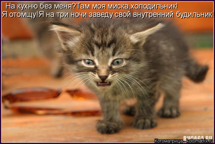 На кухню без меня?Там моя миска,холодильник! Я отомщу!Я на три ночи заведу свой внутренний будильник!... Котоматрица: На кухню без меня?Там моя миска,холодильник! Я отомщу!Я на три ночи заведу свой внутренний будильник!