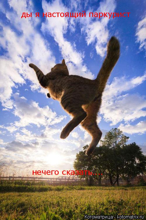 ды я настоящий паркурист нечего сказать....... Котоматрица: ды я настоящий паркурист нечего сказать....