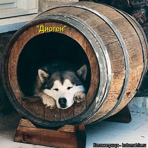"Диоген"... Котоматрица: "Диоген"