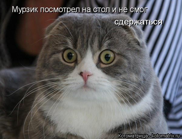 Мурзик посмотрел на стол и не смог сдержаться... Котоматрица: Мурзик посмотрел на стол и не смог сдержаться
